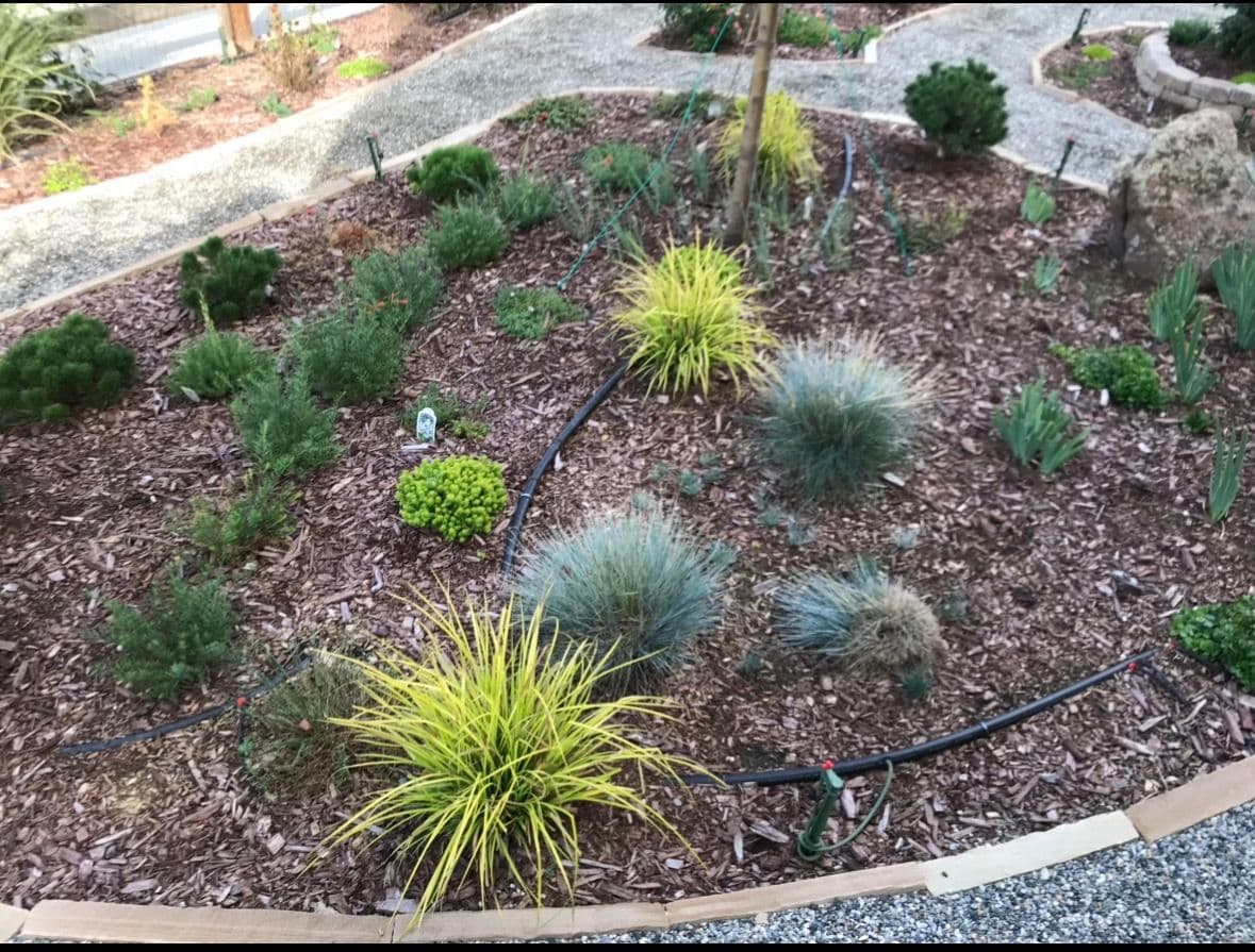 Project Xeriscape Elegance: English Rose and Native Grasses image