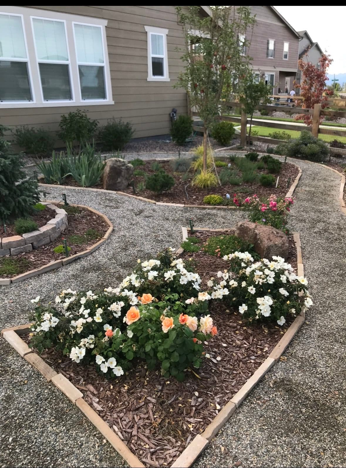 Gallery photos for Xeriscape Elegance: English Rose and Native Grasses: Image #1